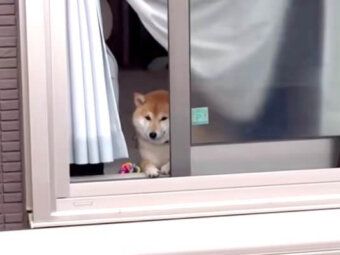 柴犬,動画