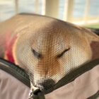 柴犬,動画