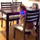柴犬,動画