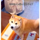 柴犬,動画