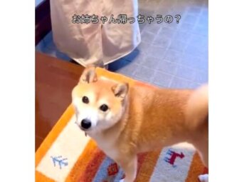 柴犬,動画