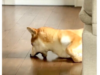 柴犬,動画