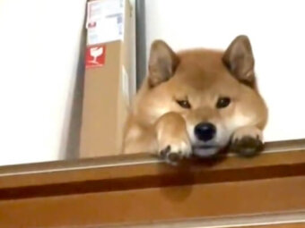 柴犬,動画