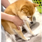 柴犬,動画