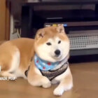 柴犬,動画