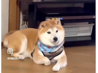 柴犬,動画