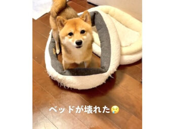 柴犬,動画