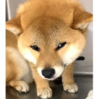 柴犬,動画