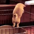 柴犬,動画