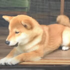 柴犬,動画