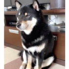 柴犬,動画