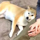 柴犬,動画