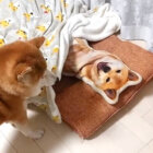 柴犬,動画