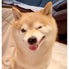 柴犬,動画