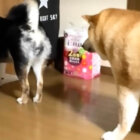 柴犬,動画