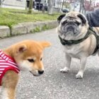 柴犬,動画