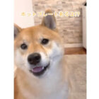 柴犬,動画