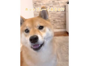 柴犬,動画