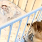 柴犬,動画