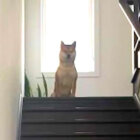 柴犬,動画