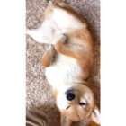 柴犬,動画