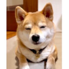 柴犬,動画
