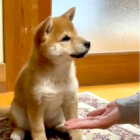 柴犬,動画