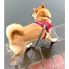 柴犬,動画