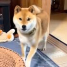 柴犬,動画