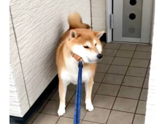 柴犬,動画