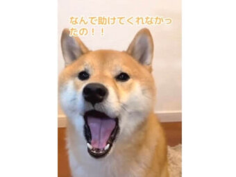 柴犬,動画