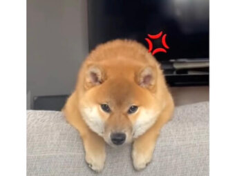 柴犬,動画