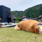 柴犬,動画