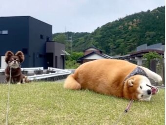 柴犬,動画