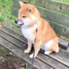 柴犬,動画