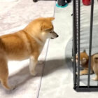 柴犬,動画