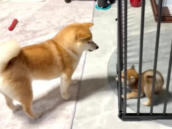 柴犬,動画