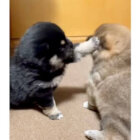 柴犬,動画