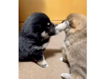 柴犬,動画