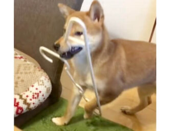 柴犬,動画