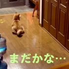 柴犬,動画