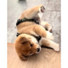 柴犬,動画