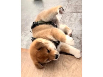 柴犬,動画