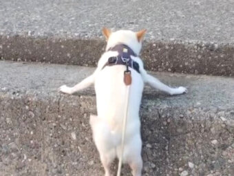 柴犬,動画