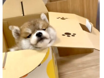 柴犬,動画