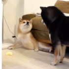 柴犬,動画