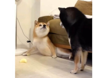 柴犬,動画