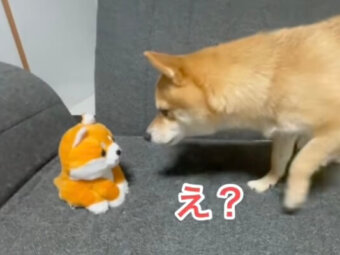 柴犬,動画