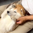 柴犬,動画
