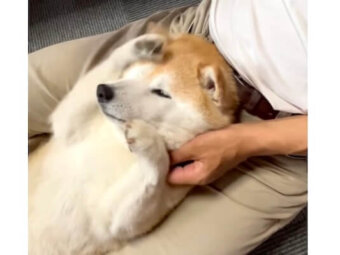 柴犬,動画